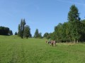 IMG_2984.JPG