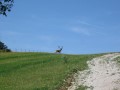IMG_2992.JPG